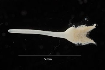 Media type: image;   Malacology 169905 Description: Digital documentation photo of preserved specimen.;